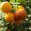 Комплект 5шт / Апельсин Фрагола: фото и описание