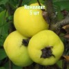 Комплект 5шт / Айва яблоковидная Враниска Дания: фото и описание