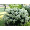 Саженцы гортензии метельчатой Бейби Лейс (Baby Lace) -  5 шт.