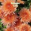 Комплект 5шт / Хризантема Белочка: фото и описание