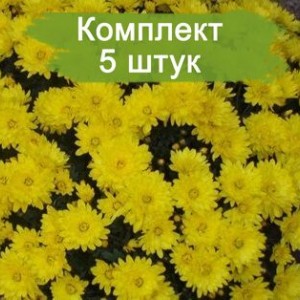 Комплект 5шт / Хризантема Пауло Еллоу (Мультифлора/Желтая) (Предзаказ)