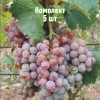 Комплект 5шт / Виноград Гюляби дагестанский: фото и описание