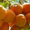 Комплект 5шт / Абрикос Сибиряк Байкалова: фото и описание