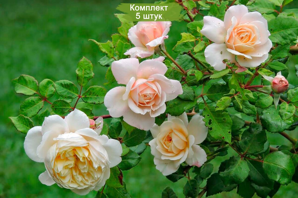 Розе розе сайт отзывы. Сорт розы Крокус Роуз.